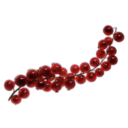 Currant